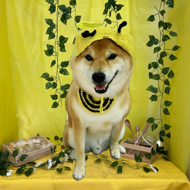 🐝🐝🐝

🍯そらくん
🍯ハナちゃん＆プリンちゃん
🍯リアちゃん
🍯福くん
🍯enちゃん
🍯ポルトくん

#ペットサロンリアン
#ダイゴペットクリニック併設サロン
#豊田市#松ヶ枝町#トリミングサロン
#シャンプー#さっぱり
#炭酸泉#マイクロバブル
#トリートメント#肉球クリーム
#お利口さんでした💮 
#いぬすきさんと繋がりたい🐶 
#いぬすたぐらむ