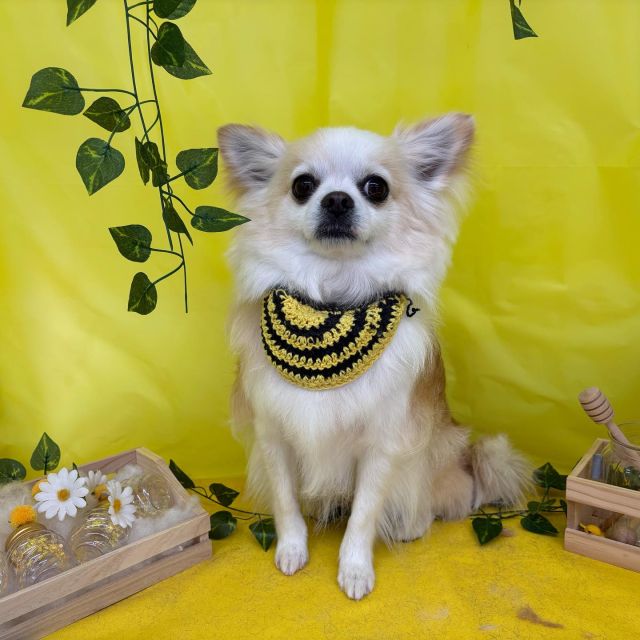 🥞🥞🥞

🍯はるくん
🍯じゅらくん
🍯ロンくん
🍯花ちゃん
🍯ココアちゃん
🍯しらすちゃん

#ペットサロンリアン
#ダイゴペットクリニック併設サロン
#豊田市#松ヶ枝町#トリミングサロン
#シャンプー#さっぱり
#炭酸泉#マイクロバブル
#トリートメント#肉球クリーム
#お利口さんでした💮 
#いぬすきさんと繋がりたい🐶 
#いぬすたぐらむ