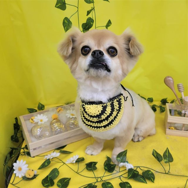 🌷🌷🌷

🌱大吉くん
🌱ココちゃん
🌱ライくん
🌱華ちゃん
🌱レオくん
🌱ナッツくん
🌱モモちゃん

#ペットサロンリアン
#ダイゴペットクリニック併設サロン
#豊田市#松ヶ枝町#トリミングサロン
#シャンプー#さっぱり
#炭酸泉#マイクロバブル
#トリートメント#肉球クリーム
#お利口さんでした💮 
#いぬすきさんと繋がりたい🐶 
#いぬすたぐらむ