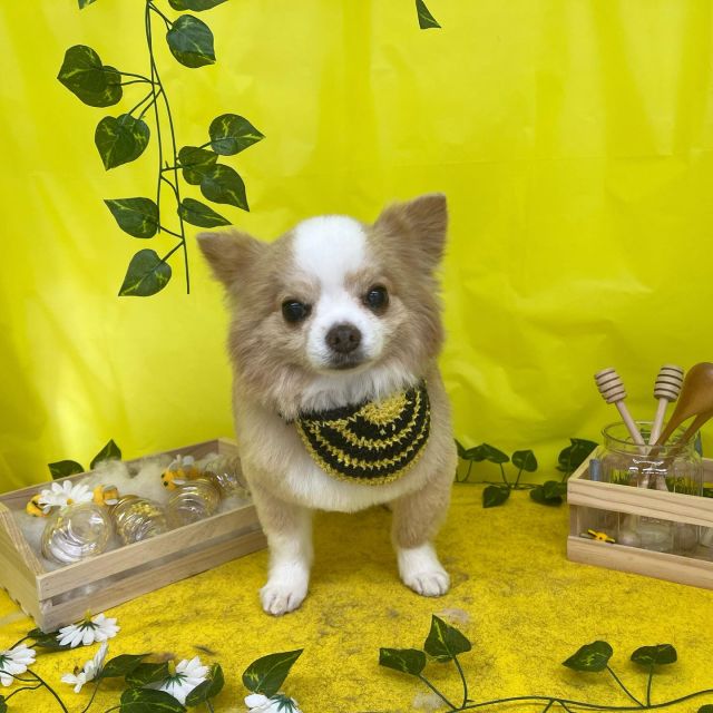 🍯🍯🍯

🐝小鉄くん
🐝こさくくん
🐝ららちゃん
🐝はなちゃん＆雅紀くん
🐝ここあちゃん

#ペットサロンリアン
#ダイゴペットクリニック併設サロン
#豊田市#松ヶ枝町#トリミングサロン
#シャンプー#さっぱり
#炭酸泉#マイクロバブル
#トリートメント#肉球クリーム
#お利口さんでした💮 
#いぬすきさんと繋がりたい🐶 
#いぬすたぐらむ