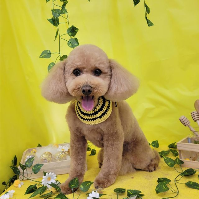 🌳🌳🌳

🐝フランくん
🐝ちょこちゃん
🐝ココちゃん
🐝モカくん
🐝ロイくん

#ペットサロンリアン
#ダイゴペットクリニック併設サロン
#豊田市#松ヶ枝町#トリミングサロン
#シャンプー#さっぱり
#炭酸泉#マイクロバブル
#トリートメント#肉球クリーム
#お利口さんでした💮 
#いぬすきさんと繋がりたい🐶 
#いぬすたぐらむ