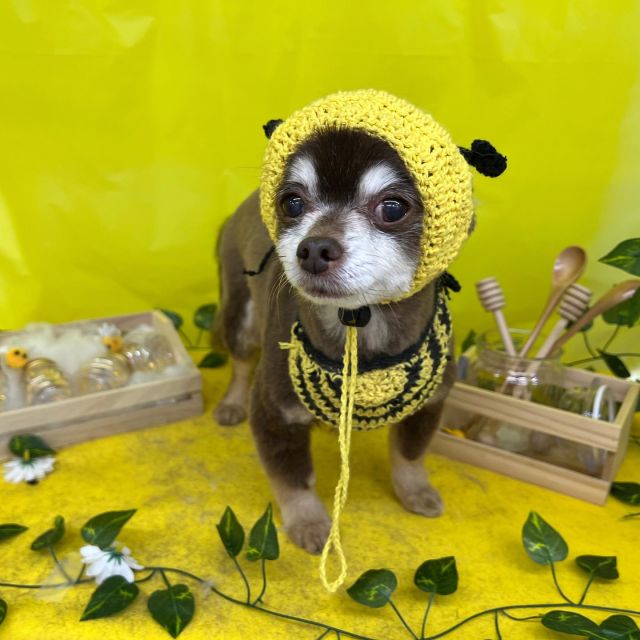 🐝🐝🐝

🍯マロンくん
🍯リクくん
🍯シナモンくん
🍯リンちゃん
🍯ティラちゃん
🍯モモちゃん＆アランくん

#ペットサロンリアン
#ダイゴペットクリニック併設サロン
#豊田市#松ヶ枝町#トリミングサロン
#シャンプー#さっぱり
#炭酸泉#マイクロバブル
#トリートメント#肉球クリーム
#お利口さんでした💮 
#いぬすきさんと繋がりたい🐶 
#いぬすたぐらむ