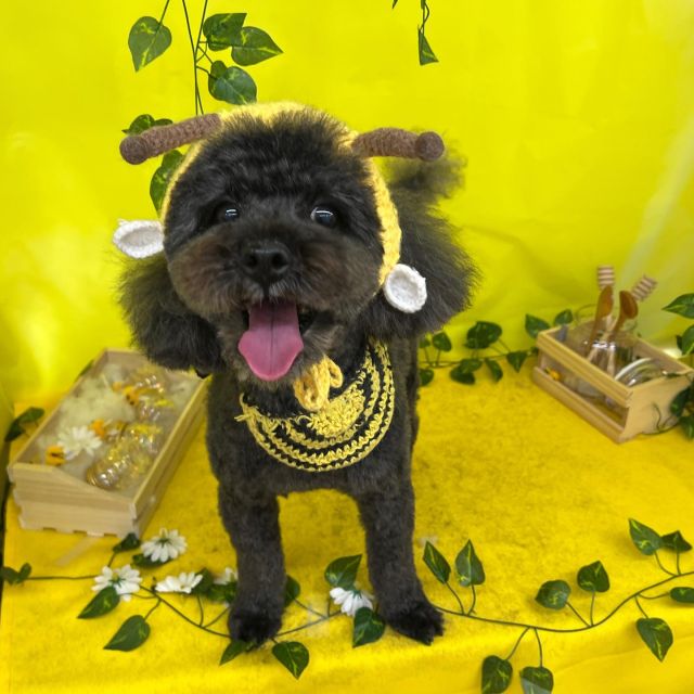 🍯🍯🍯

🐝れんくん
🐝KOKOちゃん
🐝チャートちゃん
🐝文太くん
🐝マロンくん
🐝レナちゃん

#ペットサロンリアン
#ダイゴペットクリニック併設サロン
#豊田市#松ヶ枝町#トリミングサロン
#シャンプー#さっぱり
#炭酸泉#マイクロバブル
#トリートメント#肉球クリーム
#お利口さんでした💮 
#いぬすきさんと繋がりたい🐶 
#いぬすたぐらむ