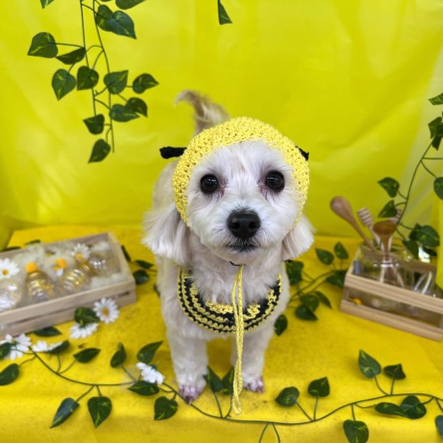 🥞🥞🥞

🍯ハナちゃん
🍯ロックくん＆アポロくん
🍯ちょこちゃん
🍯ももちゃん

#ペットサロンリアン
#ダイゴペットクリニック併設サロン
#豊田市#松ヶ枝町#トリミングサロン
#シャンプー#さっぱり
#炭酸泉#マイクロバブル
#トリートメント#肉球クリーム
#お利口さんでした💮 
#いぬすきさんと繋がりたい🐶 
#いぬすたぐらむ