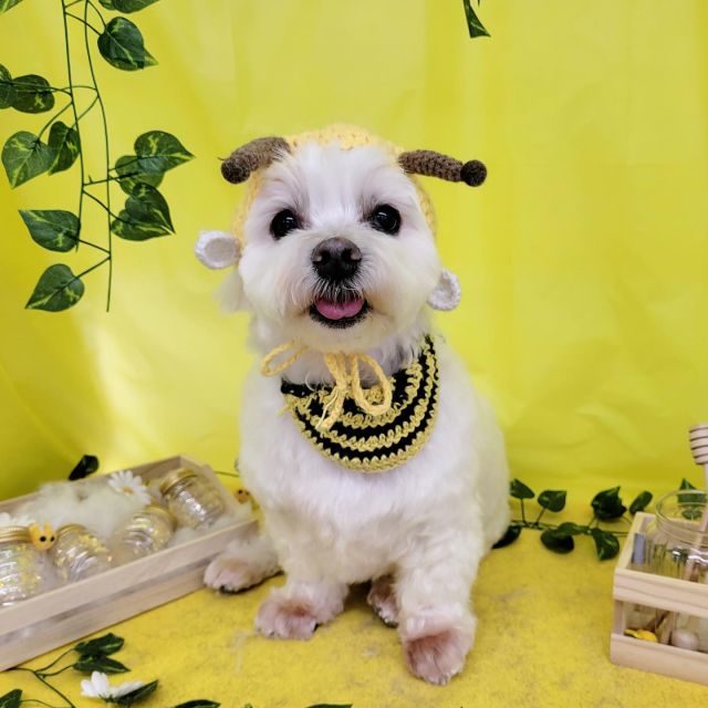 🍯🍯🍯

🍞ニコルちゃん
🍞ナナちゃん
🍞こむぎちゃん
🍞くりたんくん＆まろんちゃん

#ペットサロンリアン
#ダイゴペットクリニック併設サロン
#豊田市#松ヶ枝町#トリミングサロン
#シャンプー#さっぱり
#炭酸泉#マイクロバブル
#トリートメント#肉球クリーム
#お利口さんでした💮 
#いぬすきさんと繋がりたい🐶 
#いぬすたぐらむ